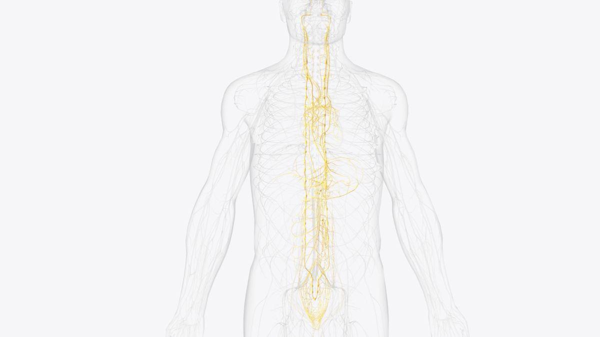 nervul vag cheia sanatatii diana nemes