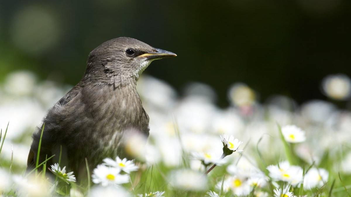 traditii obiceiuri sfintii constantin elena