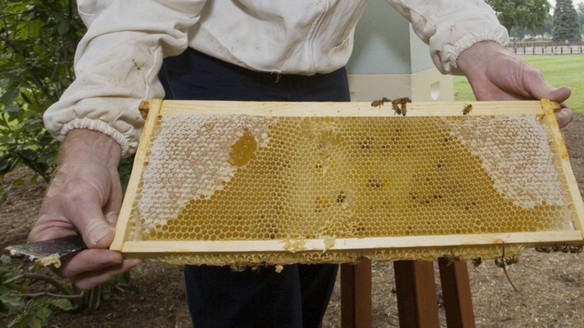 sortimente miere romani scumpiri apicultor