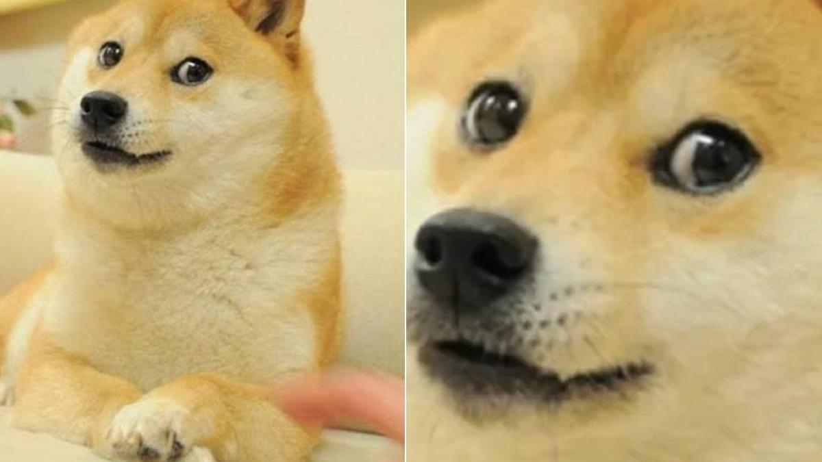 kabosu murit caine meme doge