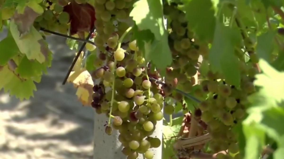 festivalul vinului romexpo bucuresti salonul gustul italiei