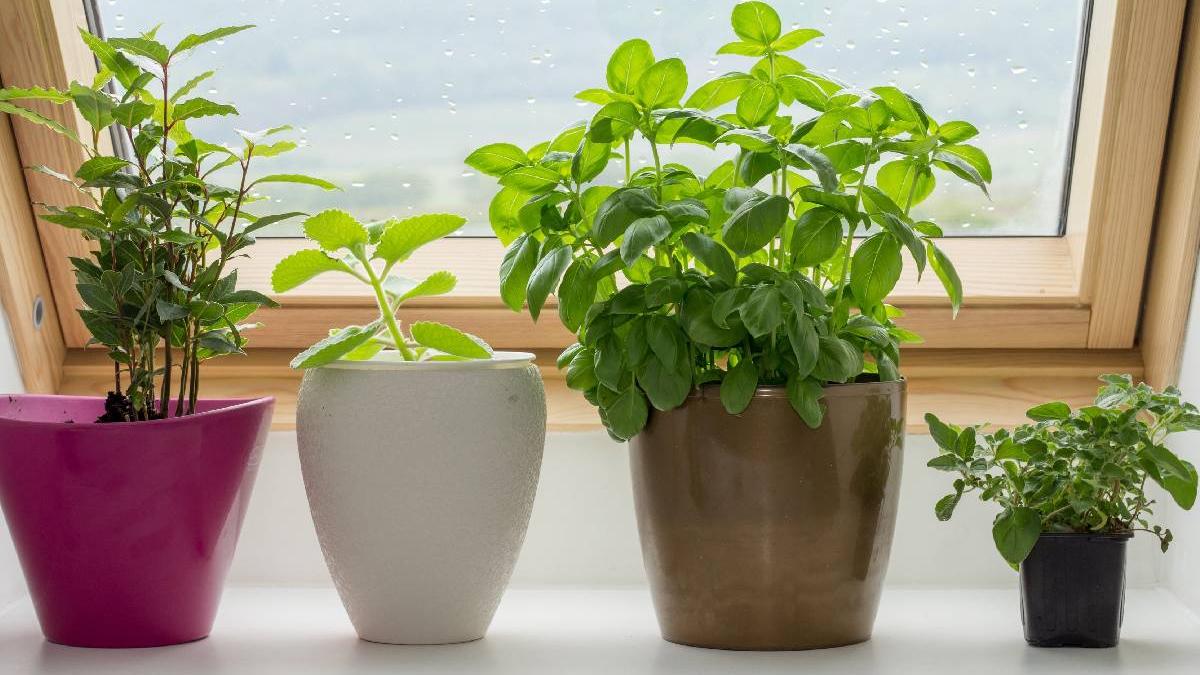 planta nu trebuie lipseasca nicio casa proprietati uimitoare afectiuni