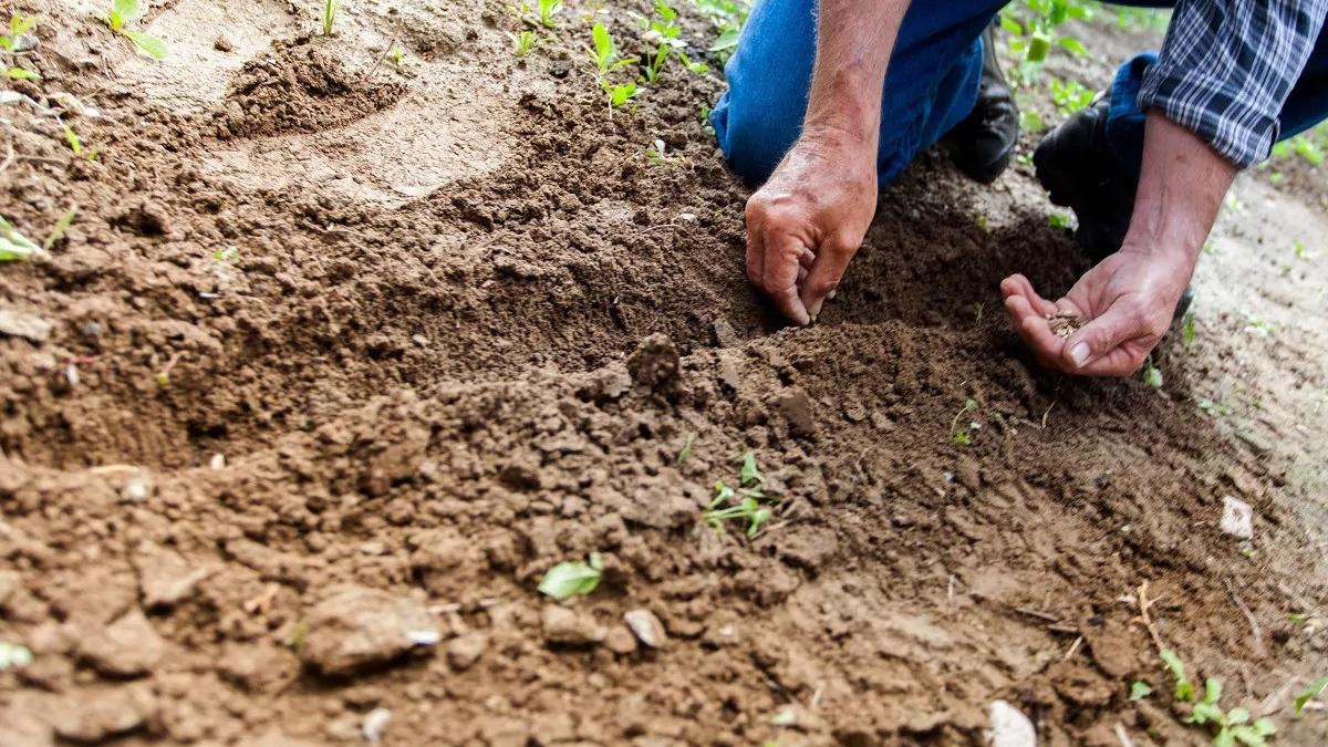 productia ecologica uniunea europeana reguli beneficii