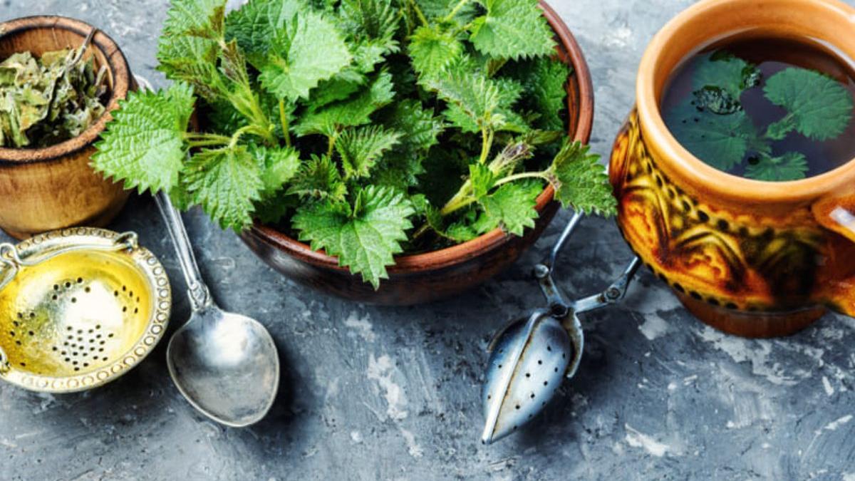 urzica proprietati beneficii pentru sanatate