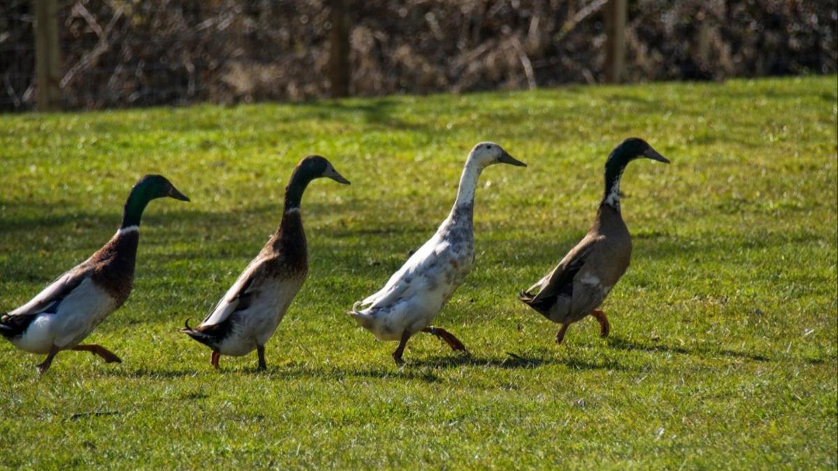 tanara sibiu rate indiene in loc de pesticide