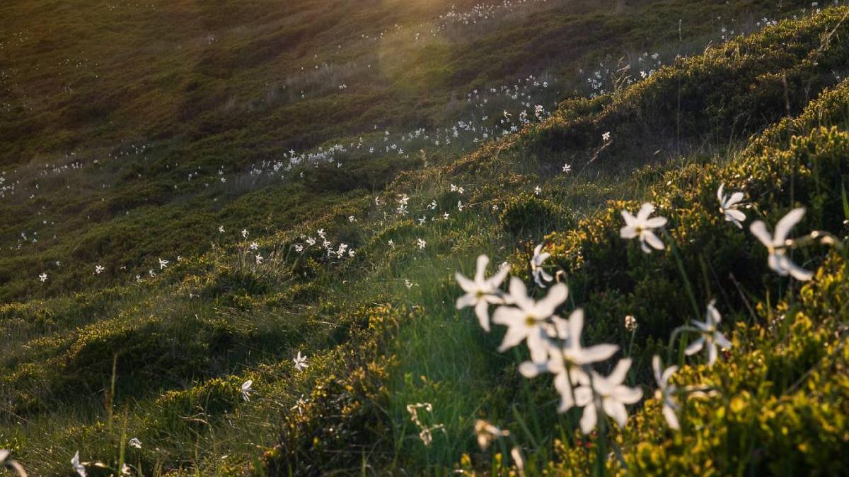 imagini uimitoare munte cu narcise romania pasul valcan