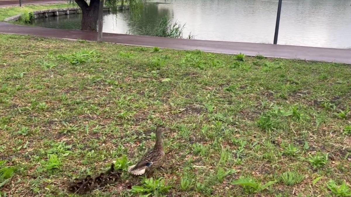 politisti locali cluj napoca familie rate lac