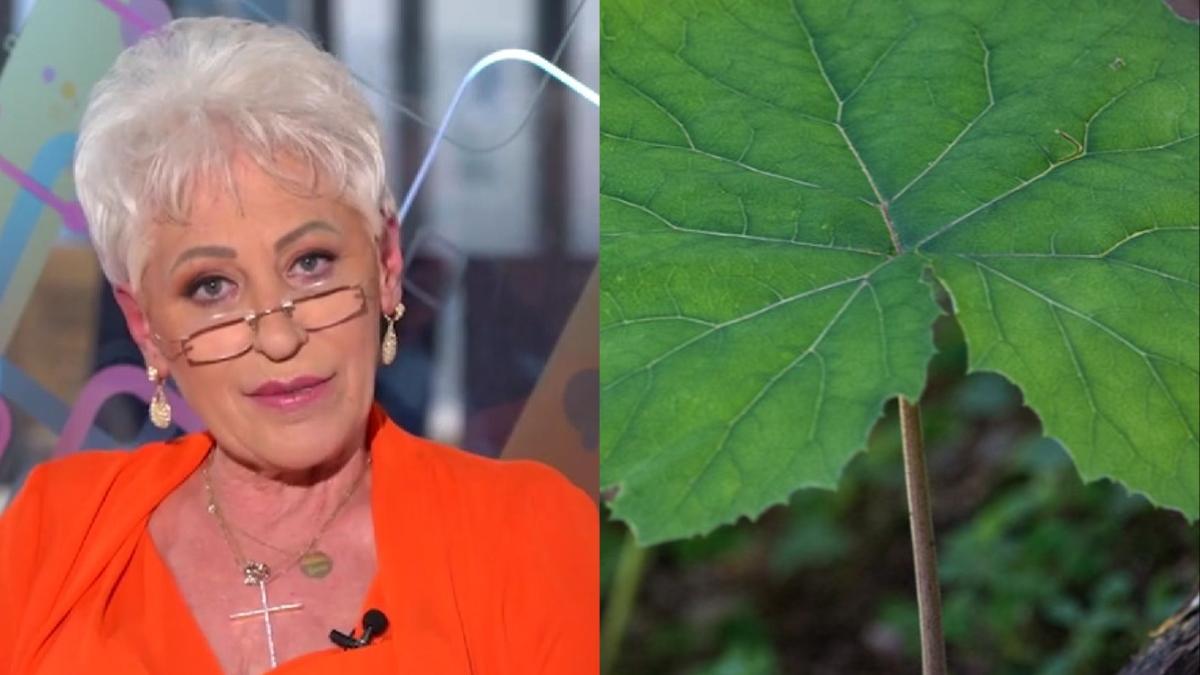 lidia fecioru ceai podbal romani