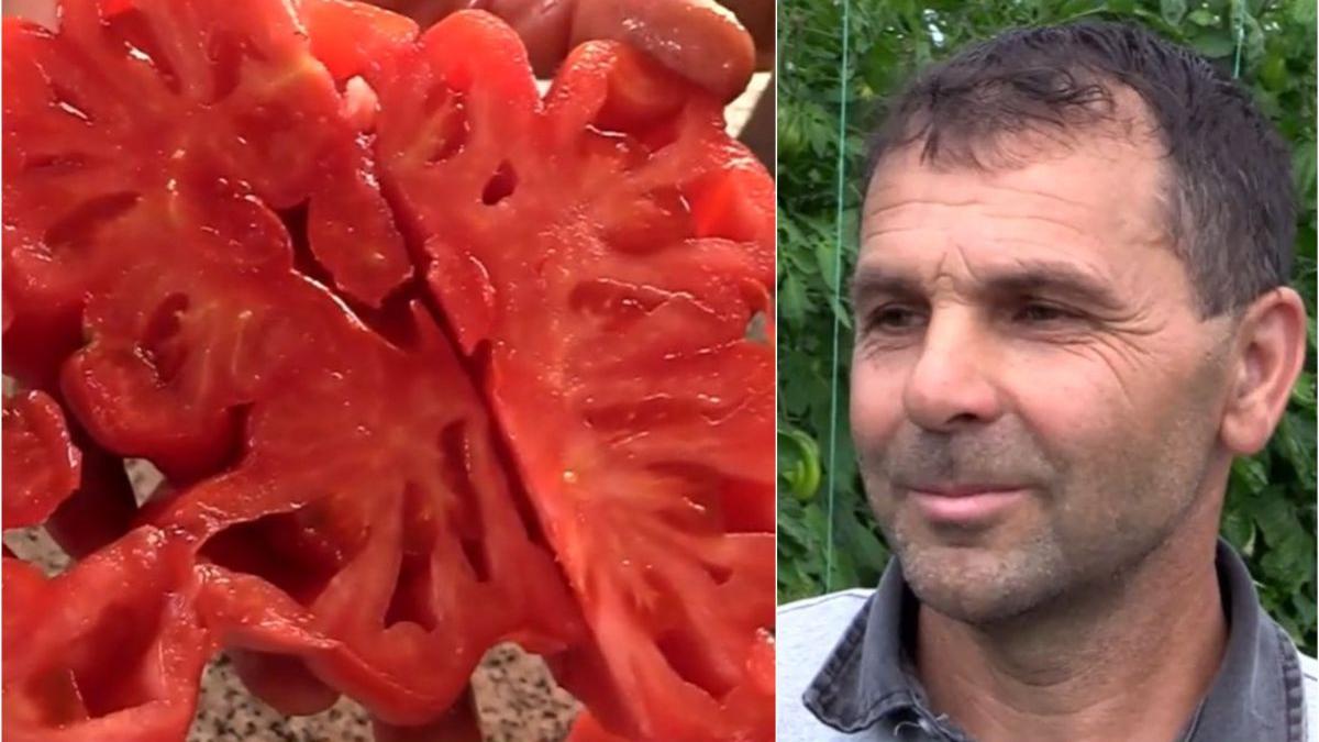 roman tomsani produce rosii jumatate kilogram fara chimicale