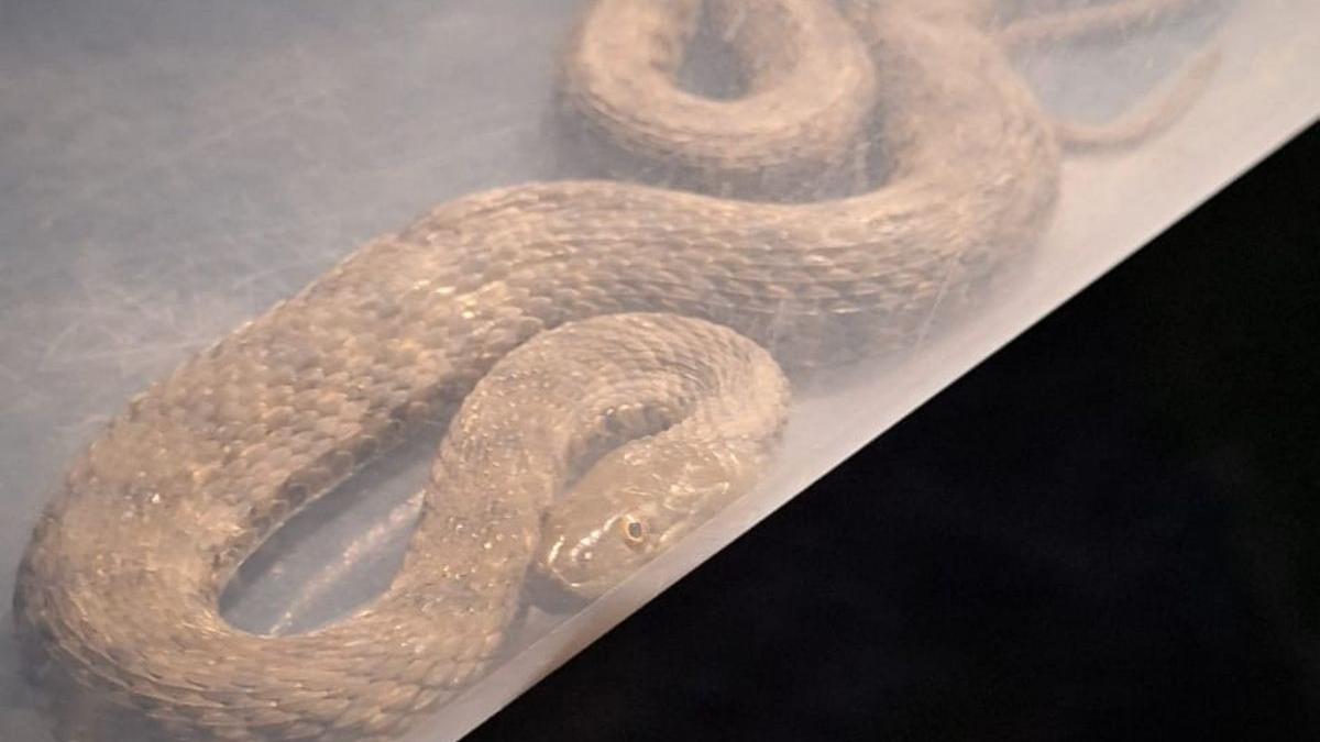 sarpe 1 5 metri scos jandarmi perete casa ialomita