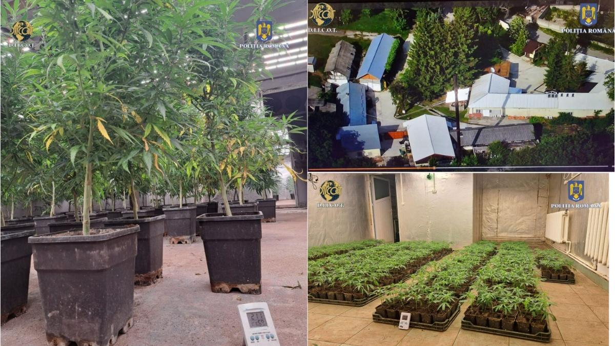 diicot sase plantatii canabis dambovita grupu iarba dulce