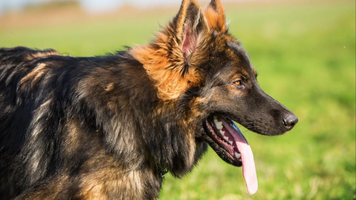 o mama si fiica sa au fost atacate si muscate de un caine intr un parc din bucuresti