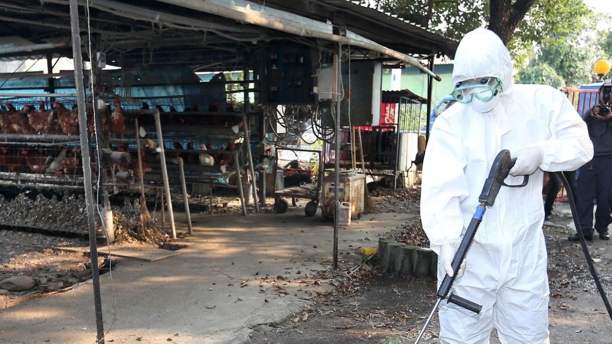 oms confirma prim deces om infectat tulpina h5n2 virus gripei aviare