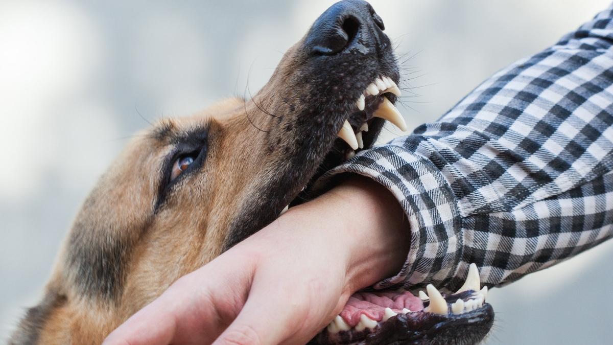 stapanul cainelui care a muscat o mama si fiica ei in parcul circului din bucuresti a fost retinut
