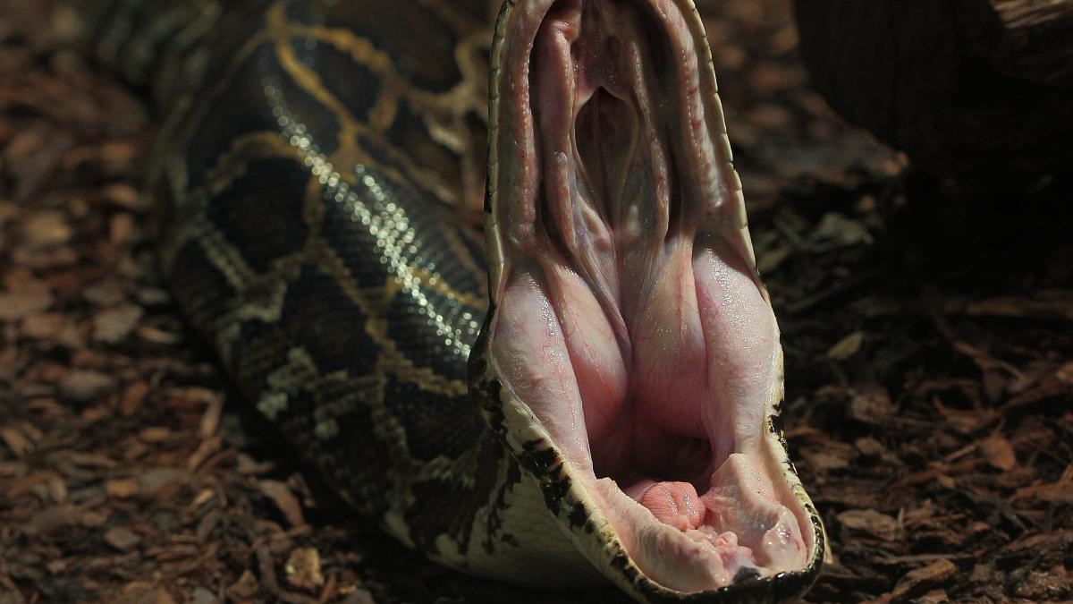 o femeie data disparuta familie inghitita de un piton de 6 metri in indonezia