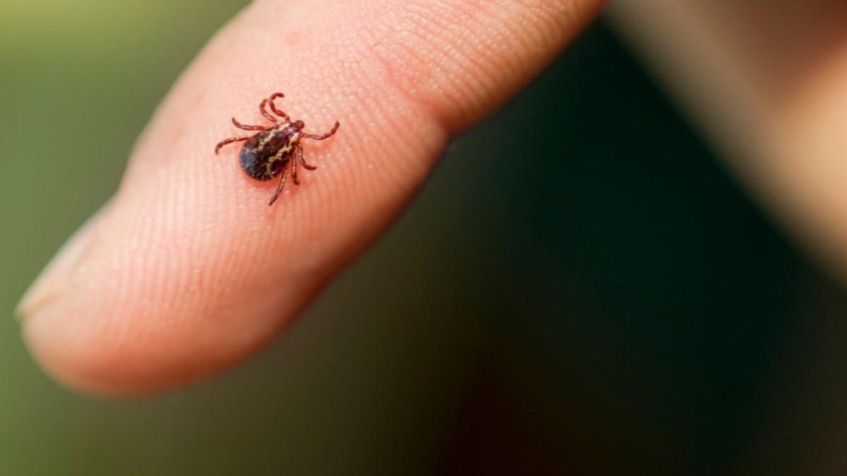 pasi simpli pentru a te proteja de capuse