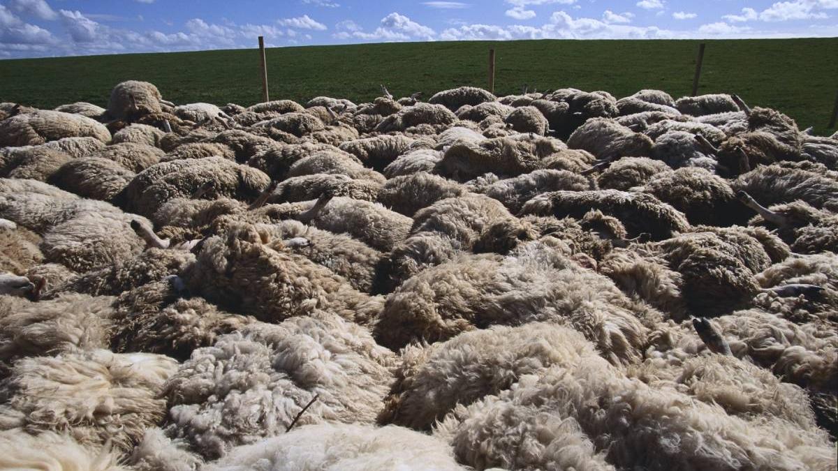 zeci de oi au murit si cinci barbati au ajuns la spital dupa ce au spalat animalele cu o solutie