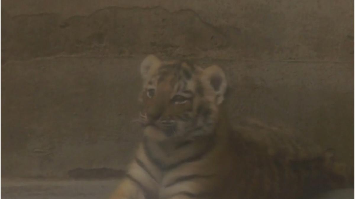 pui tigru siberian zoo oradea