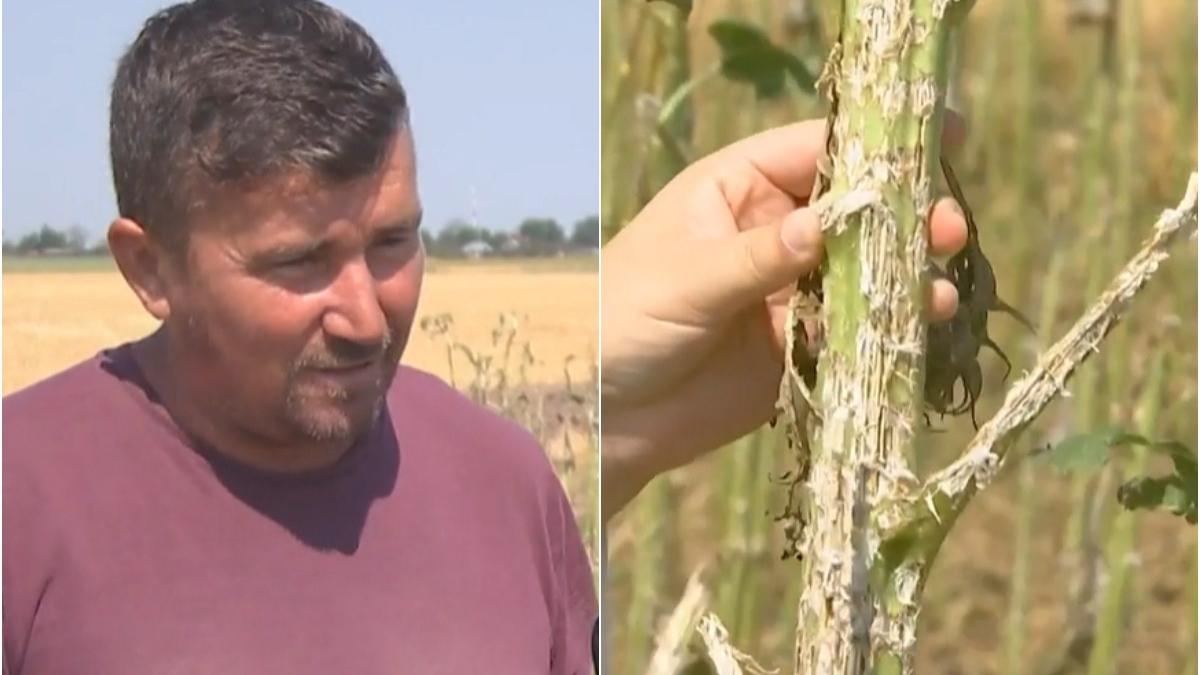 grindina distrus mii hectare culturi agricole calarasi fermierii disperati despagubiri