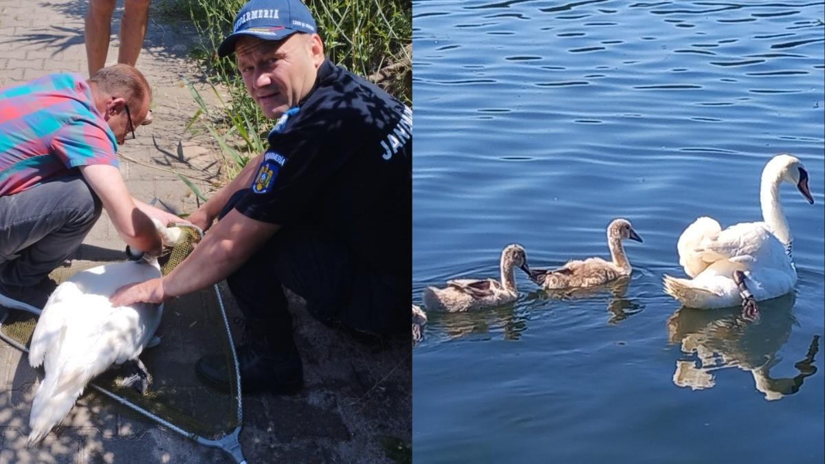 jandarmi lebada salvata lac neptun