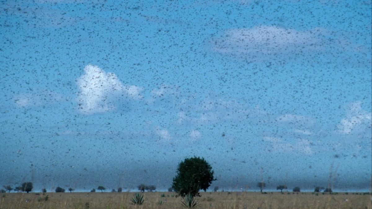 autostrada insecte minuni natura