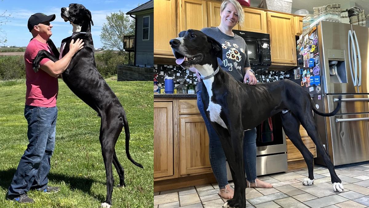 a murit kevin cel mai inalt caine mascul lume