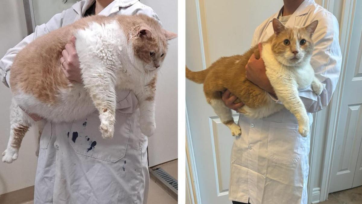 pisica obeza fitness influencer regim slabit