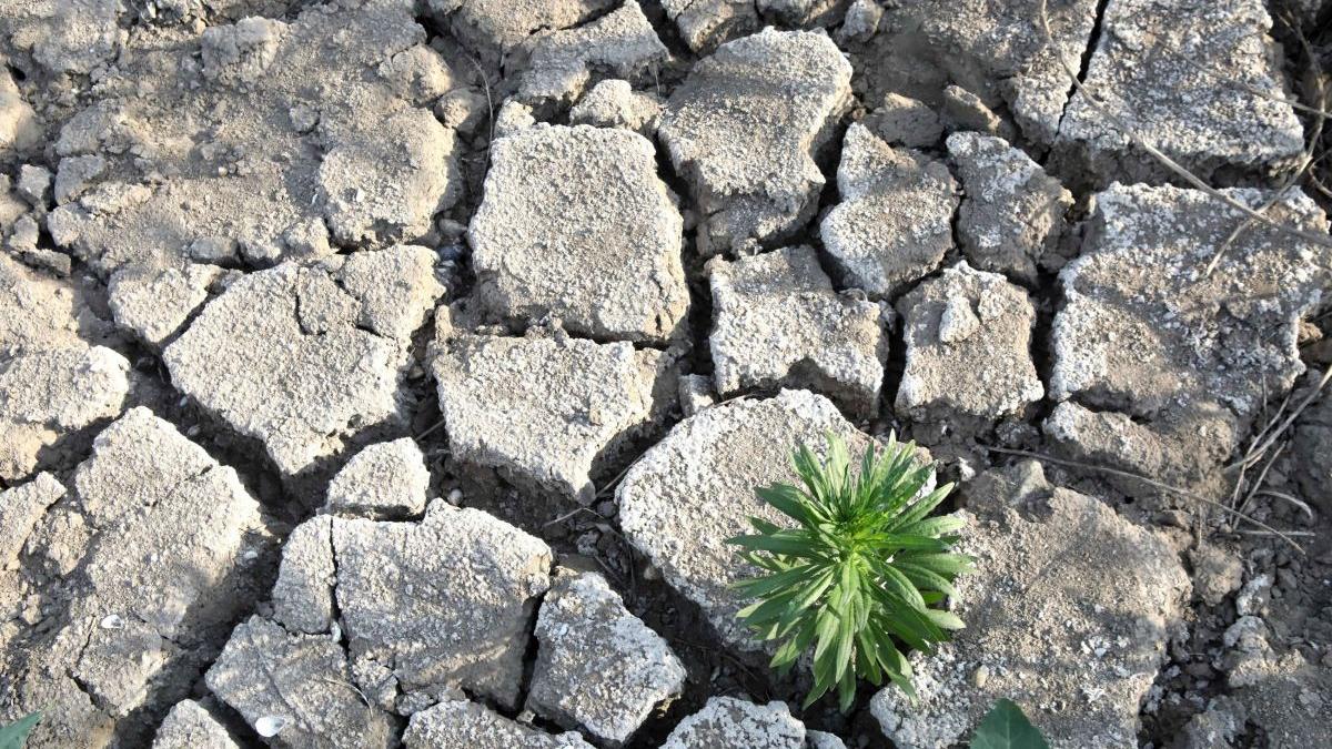 sud romania risca complet desertificat 50 ani avertisment mediu