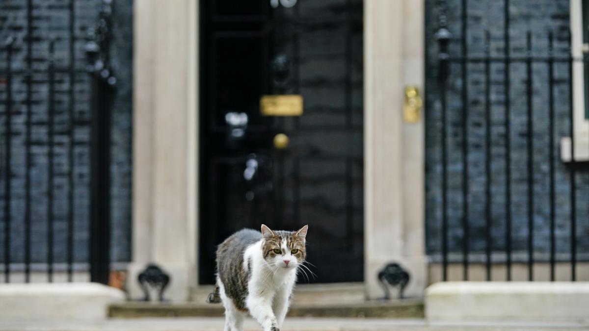 motanul larry downing street marea britanie premier