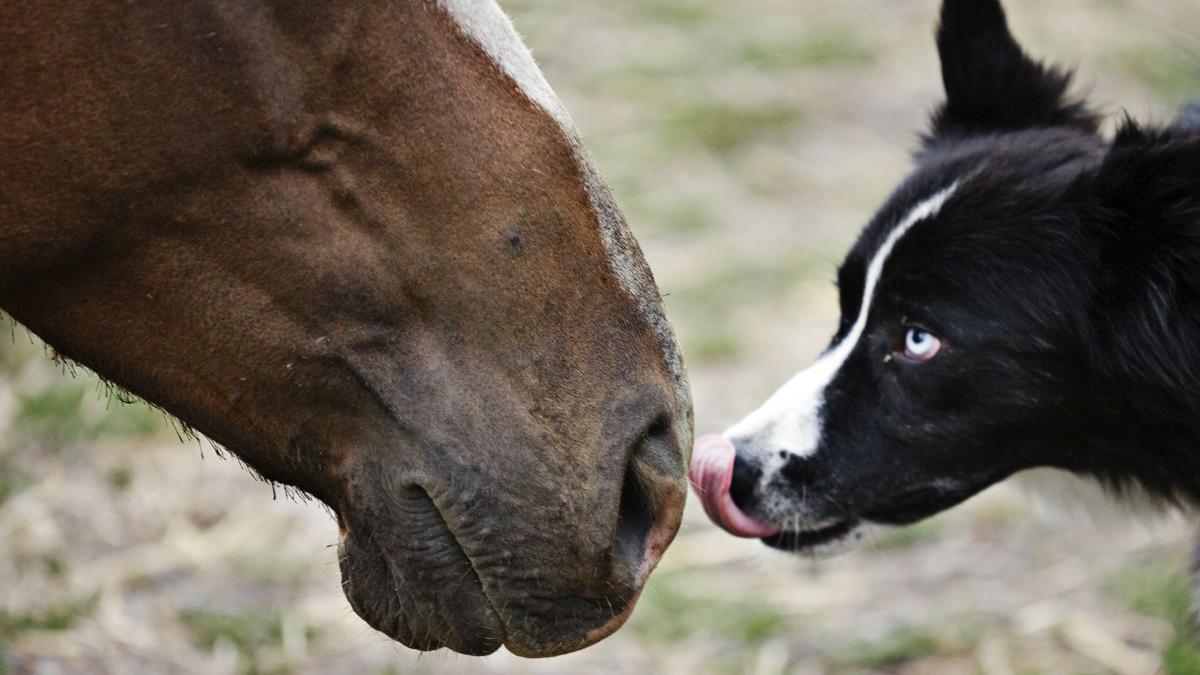 de ce putem muri daca ne spalam cu substante folosite la caini nu va spalati pe par cu sampon