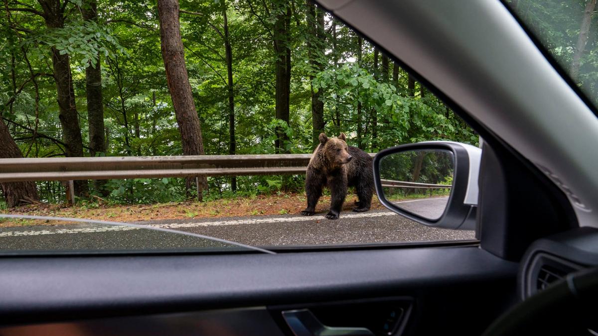 ursii cersetori transfagarasan capturati relocati zarnesti ministrul mediului