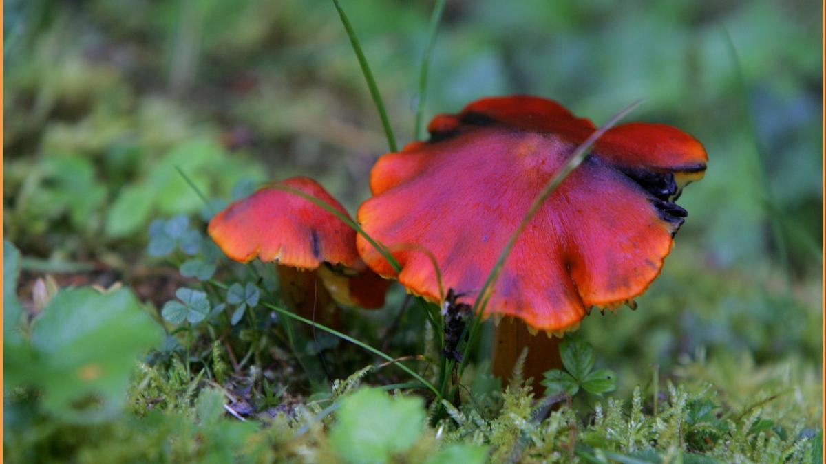 copii spital ciuperci otravitoare padure botosani