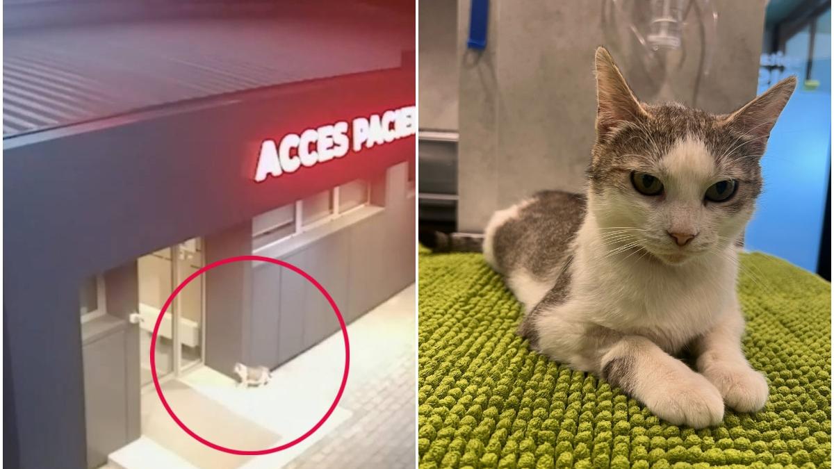 miti pisica iasi nastere spital veterinar iasi cauta stapana apel medic veterinar