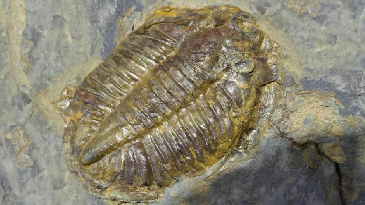 fosile creaturi marine vechi milioane ani uimitor bine conservate descoperite maroc