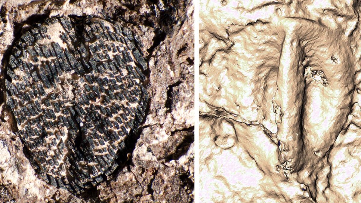 extinctia dinozaurilor a favorizat raspandirea strugurilor studiu