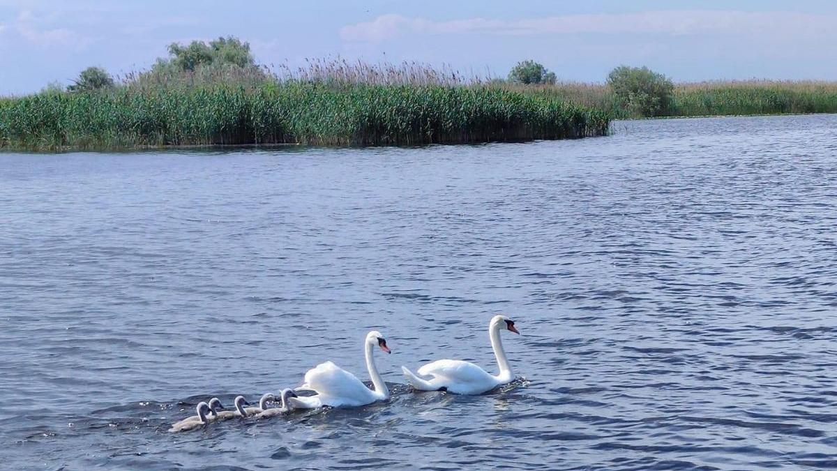 spectacol lacul lebedelor ajunge in delta dunarii