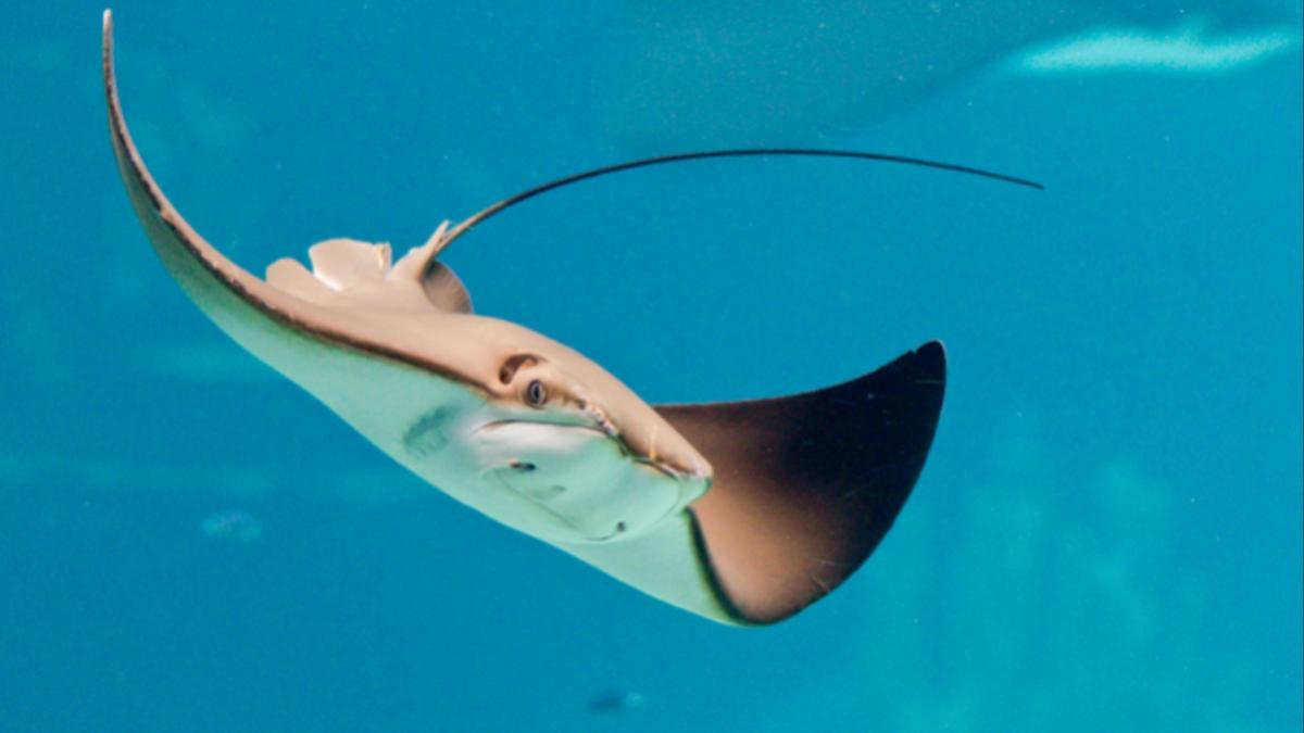 charlotte pisica de mare murit