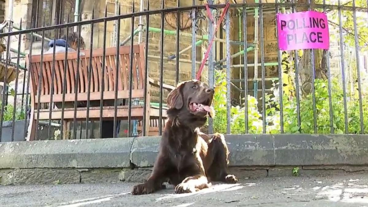 cain cai pisici gaini britanici vot dea jos rishi sunak