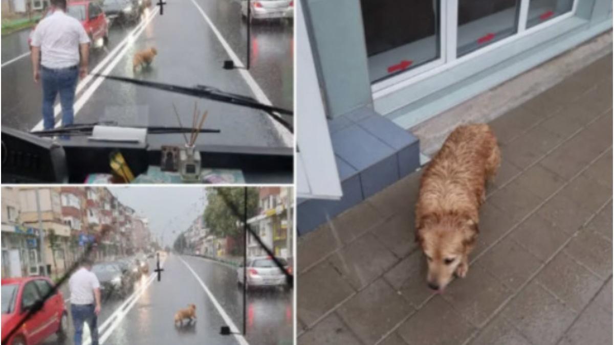 catel salvat alba iulia