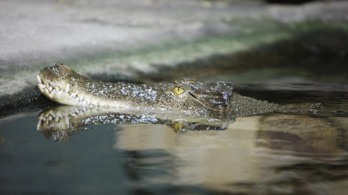 fermier australian a supravietui atac crocodil muscand animalul de pleoapa
