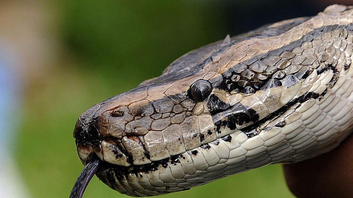 femeie disparut gasita dupa o zi stomac piton urias indonezia