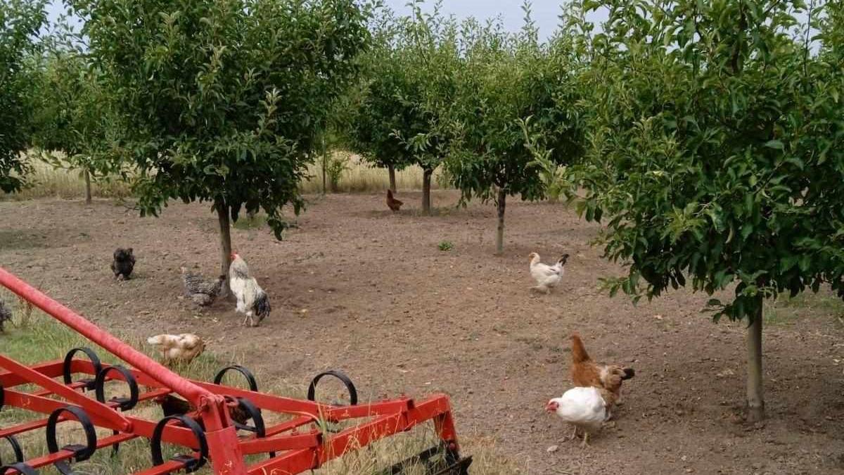 fundatie carmistin donat 10 000 gaini bio campanie