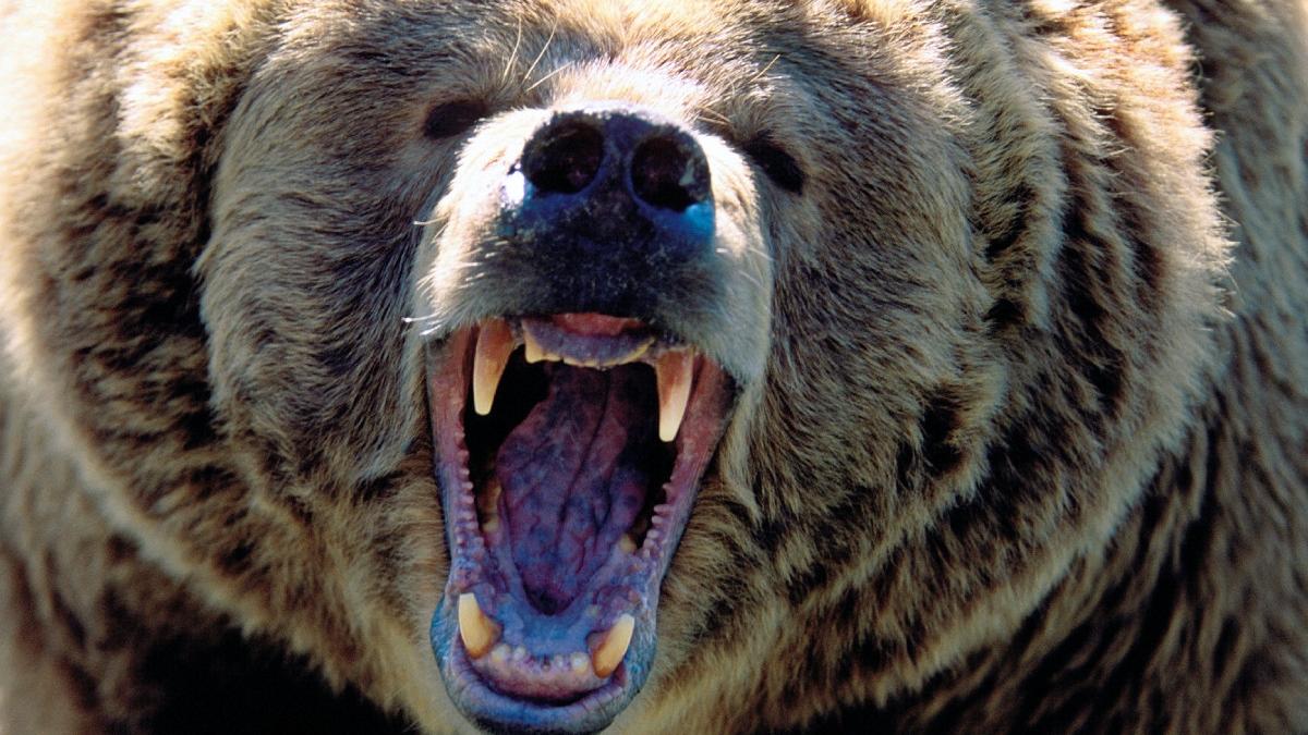 ministrul mediului mircea fechet urs ucis tanara traseu turistic bucegi