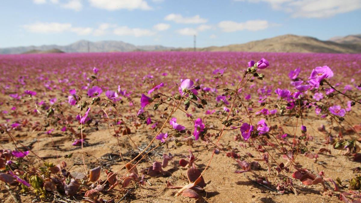 fenomen neobisnuit desert atacama flori iarna
