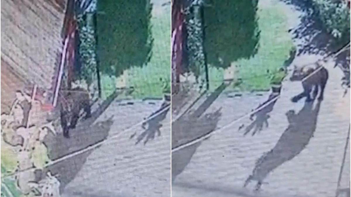 urs intrat curte primar suceava cauta mancare