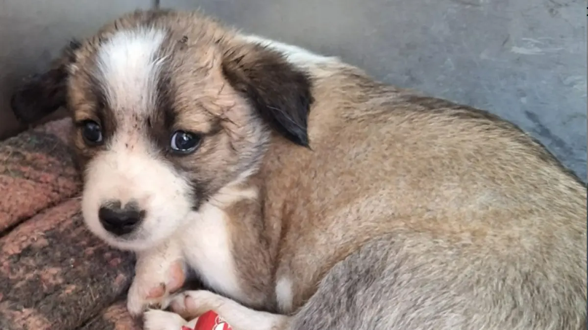 a fost lansat un catalog online cu cainii care pot fi adoptati in bucuresti 1 700 de patrupezi