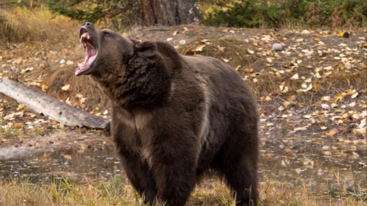 barbat montana ucis urs grizzly