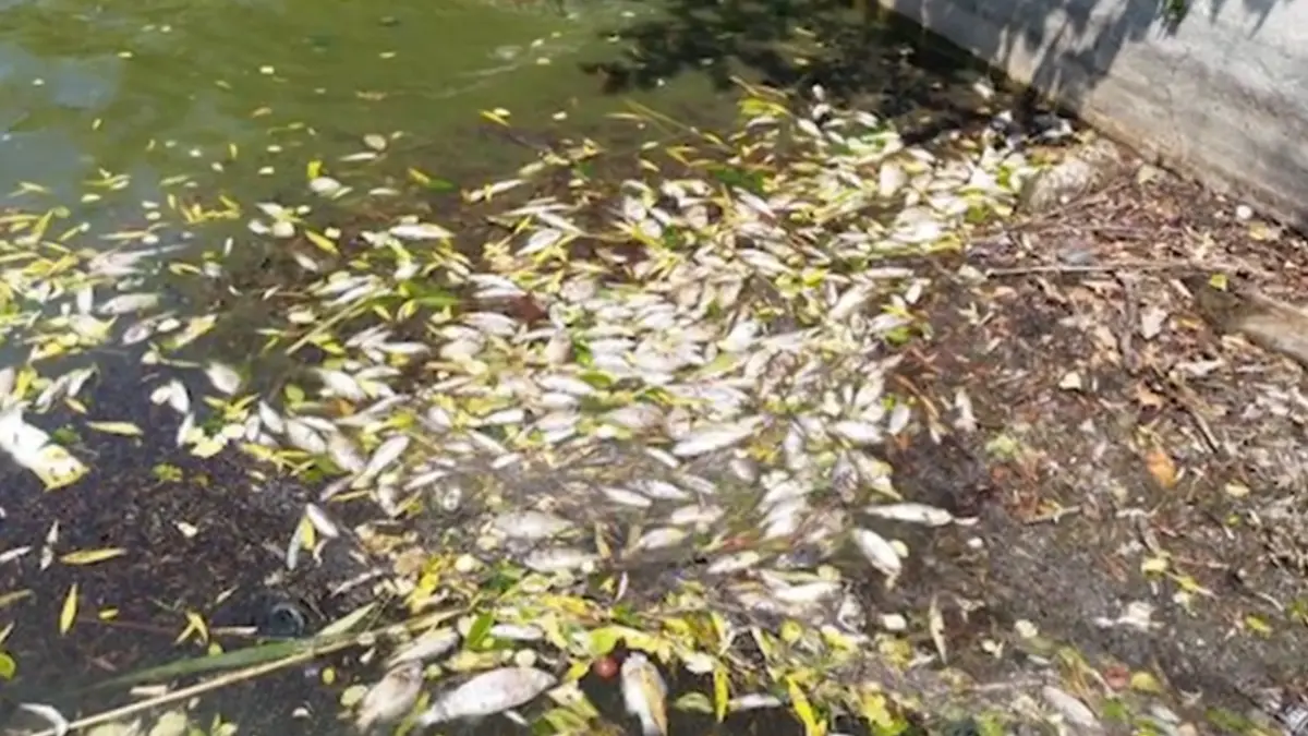 fenomen ingrijorator la iasi sute de pesti morti au fost vazuti pe un lac