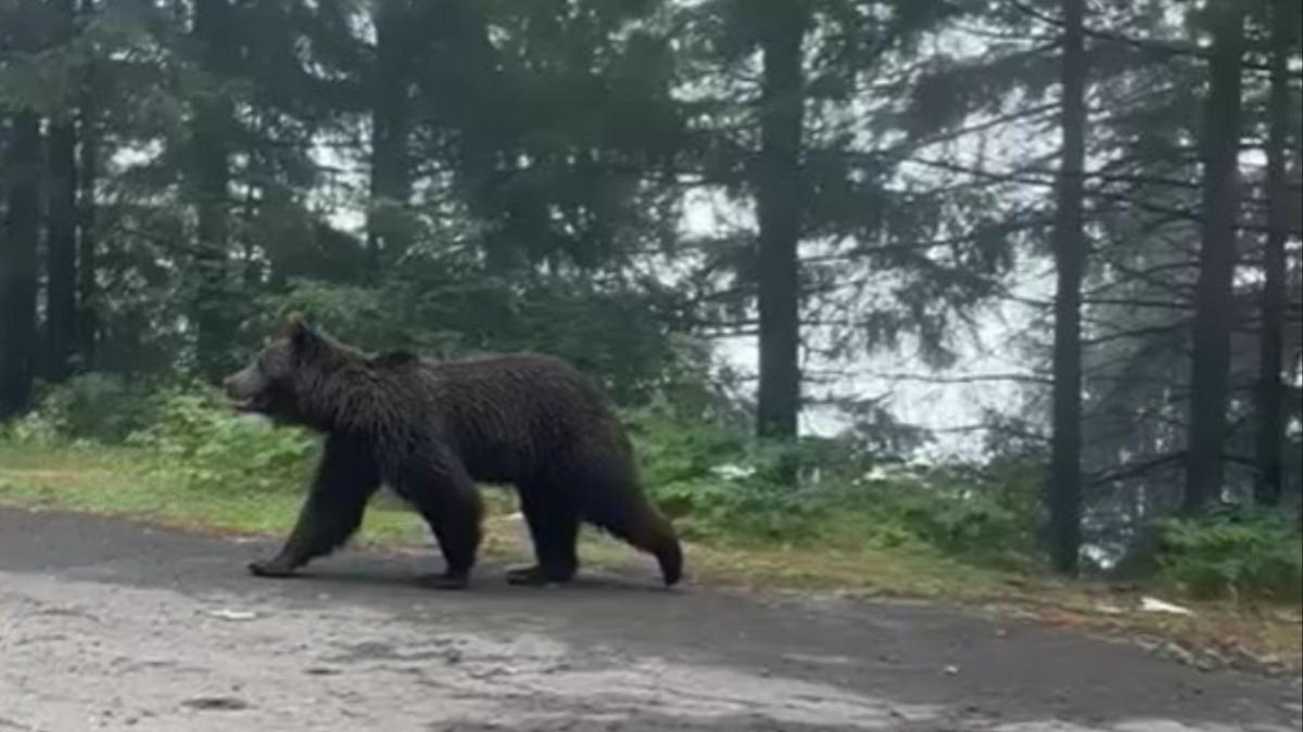 politisti sibiu intalnire urs transfagarasan