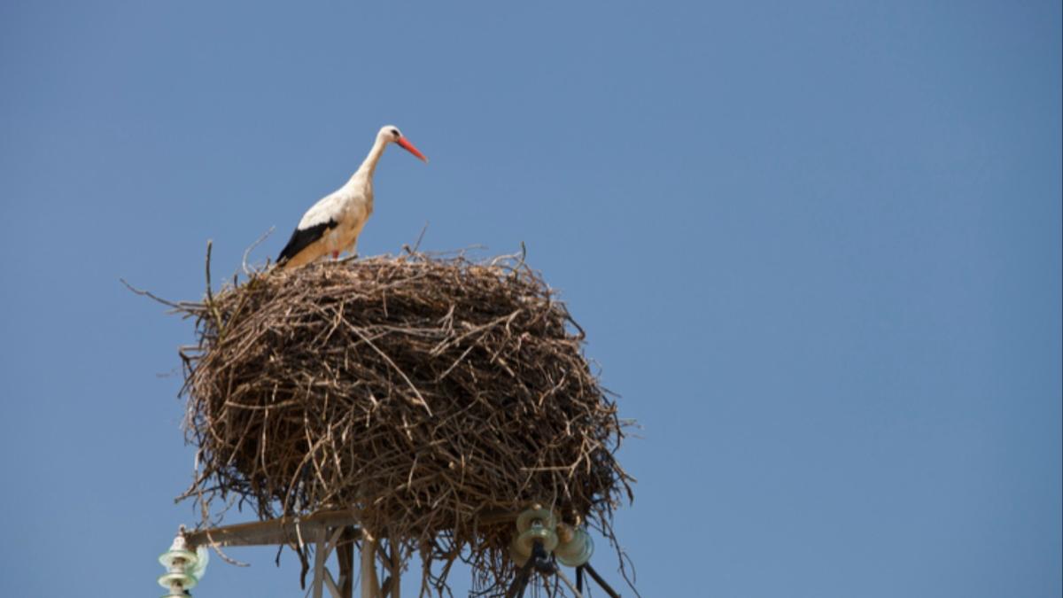 barza picioare prinse cuib pompieri galati